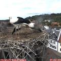 15_50-nest.jpg