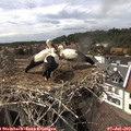 15_55-nest.jpg