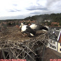 16_00-nest.jpg