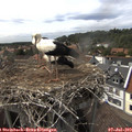 16_10-nest.jpg