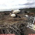 16_15-nest.jpg