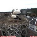 16_20-nest.jpg