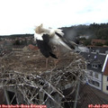 16_25-nest.jpg