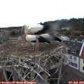 16_35-nest.jpg