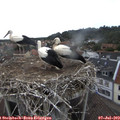 16_45-nest.jpg