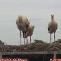 16_50-mast.jpg