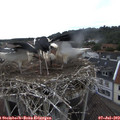16_55-nest.jpg