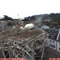 17_00-nest.jpg