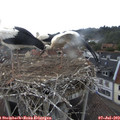17_10-nest.jpg