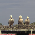 17_30-mast.jpg