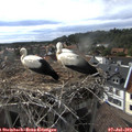 17_30-nest.jpg