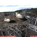 17_35-nest.jpg
