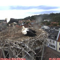17_45-nest.jpg