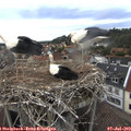 17_50-nest.jpg