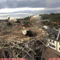17_55-nest.jpg