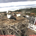 18_10-nest.jpg