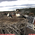 18_15-nest.jpg