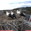 18_35-nest.jpg