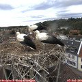 18_40-nest.jpg