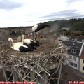 18_55-nest.jpg