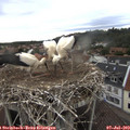 19_00-nest.jpg