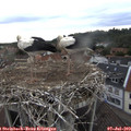 19_15-nest.jpg