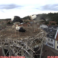 19_20-nest.jpg