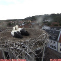 19_30-nest.jpg
