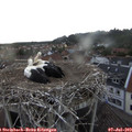 19_35-nest.jpg