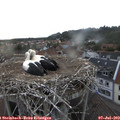 19_45-nest.jpg
