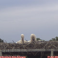 19_50-mast.jpg