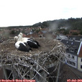 19_50-nest.jpg
