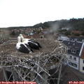 19_55-nest.jpg