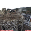 20_05-nest.jpg