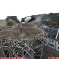 20_15-nest.jpg