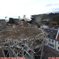 20_40-nest.jpg