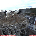 21_00-nest.jpg
