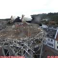 21_05-nest.jpg