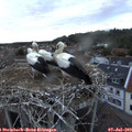 21_20-nest.jpg