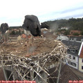 05_35-nest.jpg