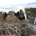 05_40-nest.jpg