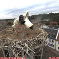 05_45-nest.jpg