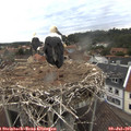 05_50-nest.jpg