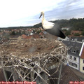 05_55-nest.jpg