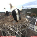 06_00-nest.jpg