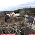 06_05-nest.jpg