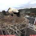 06_15-nest.jpg