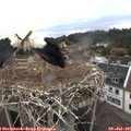 06_20-nest.jpg