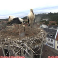 06_25-nest.jpg