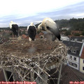 06_30-nest.jpg